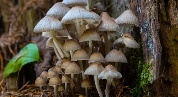 Autumn Delicate Beautiful Mushroom Macro Close Fruiting Fungi Fallen Rotting — Stock Photo, Image