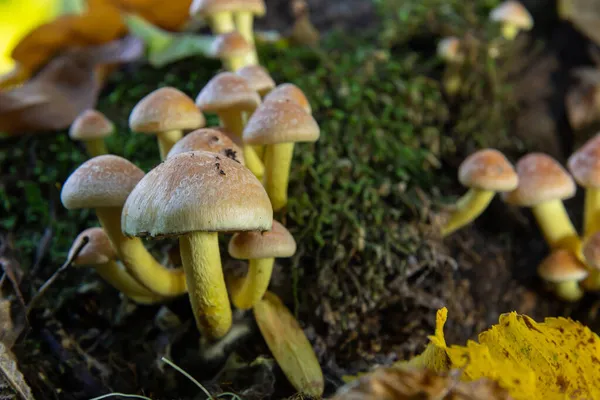 Autunno Delicato Bellissimo Fungo Macro Primo Piano Funghi Fruttiferi Albero — Foto Stock