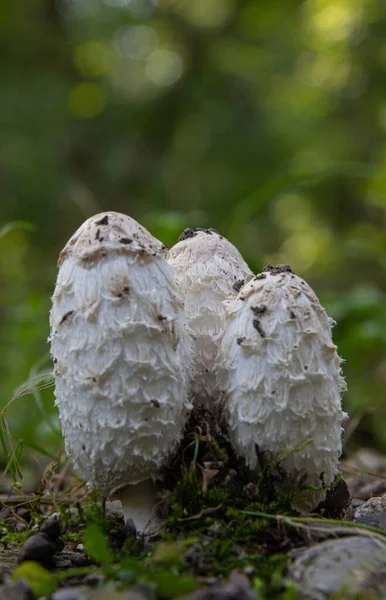 Erdei Gomba Fűben Gombát Gyűjteni Egy Öreg Fatörzsön Erdőben — Stock Fotó
