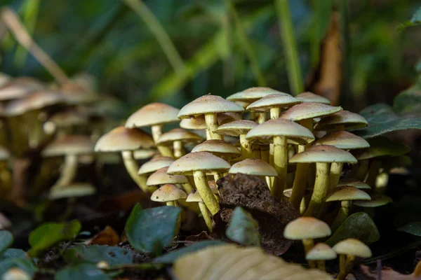 Funghi Della Foresta Nell Erba Raccolta Funghi Che Crescono Vecchio — Foto Stock