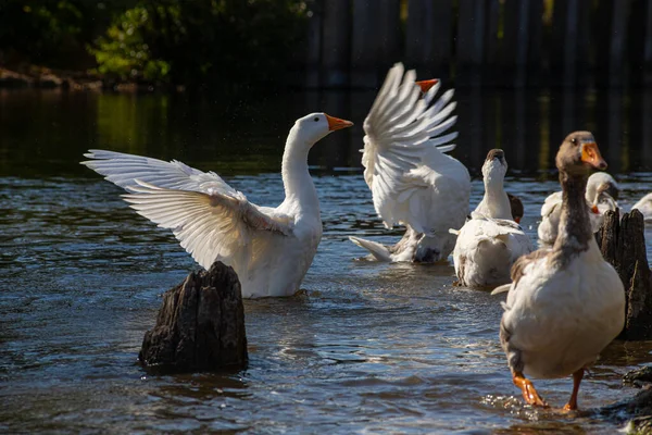 Hausgänse Schwimmen Wasser Ein Schwarm Weißer Schöner Gänse Fluss — Stockfoto