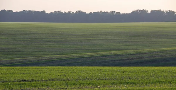 Panorama Summer Green Field European Rural View Beautiful Landscape Wheat — Stock Photo, Image