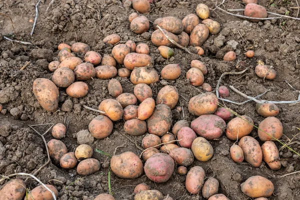 Patatas Frescas Excavadas Jardín Granja Ecológica Vista Superior — Foto de Stock