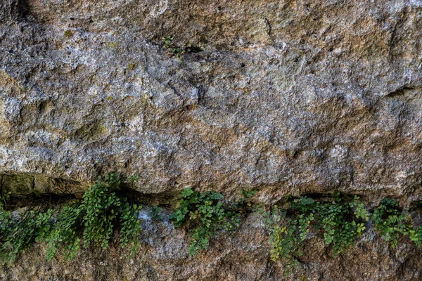 岩型の質感の壁に緑の葉 — ストック写真