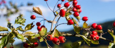 Güneşli sonbahar gün, Olgun alıç dalı yakın.