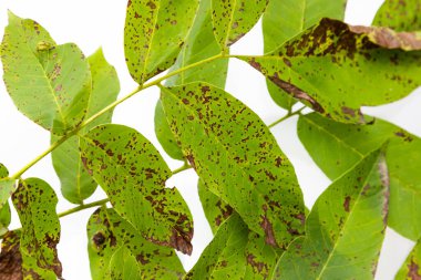 Beyaz arka plan üzerinde izole ceviz dalı.