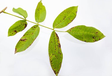 Beyaz arka plan üzerinde izole ceviz dalı.