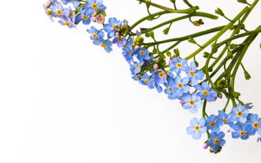 Bahar geliyor. Beyaz arka planda bir sürü unutkanlık var..