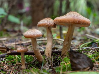 Bir grup yenilebilir yaban mantarı, bal aromalı. Mantar ailesi. Peri ormanı, yumuşak yosun.