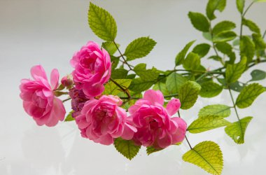 Beyaz arka plan üzerinde izole hafif pembe Gül.