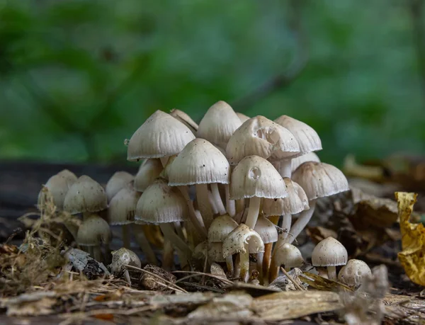 草丛中的森林蘑菇 在森林里的老树桩上采摘蘑菇 — 图库照片