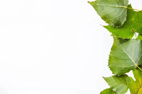 Borda Folhas Verdes Isolado Fundo Branco — Fotografia de Stock