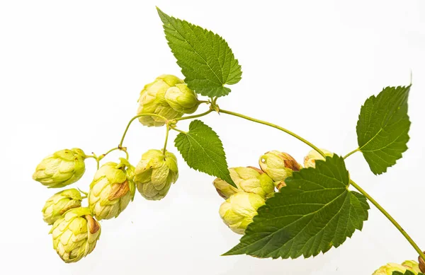 Vue Rapprochée Cône Houblon Simple Avec Feuille Isolé Sur Blanc — Photo