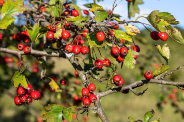 Güneşli sonbahar gün, Olgun alıç dalı yakın.
