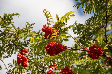 Rowen meyveleri ile yüklü bir Rowan ağaç dalı kapatın.