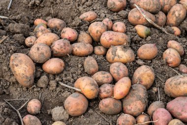 Ekolojik çiftlikteki bahçeden taze patatesler çıkarıldı. Üst görünüm.