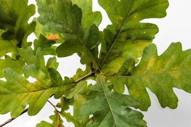 Genç yeşil yapraklı meşe dalı gölgesiz beyaz arka planda izole edilmiş..