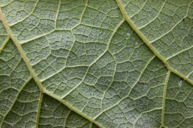 Doğal Yeşil Yaprak Örneklerinin Makro Fotoğrafı.