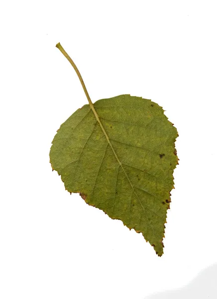 Hojas Amarillas Abedul Otoño Aisladas Sobre Fondo Blanco — Foto de Stock