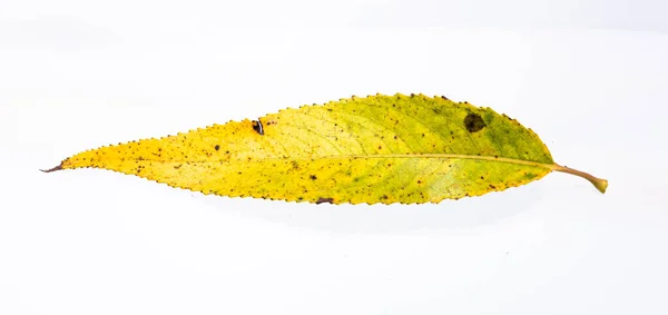 Folhas Salgueiro Amarelo Verde Fundo Branco — Fotografia de Stock