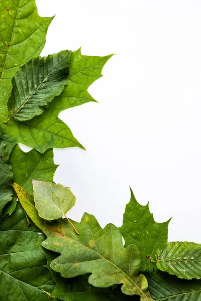 Grüne Blätter Rand Isoliert Auf Weißem Hintergrund — Stockfoto