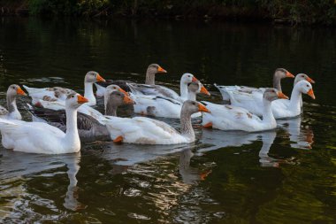 Evcil kazlar suda yüzer. Nehirde beyaz bir kaz sürüsü.