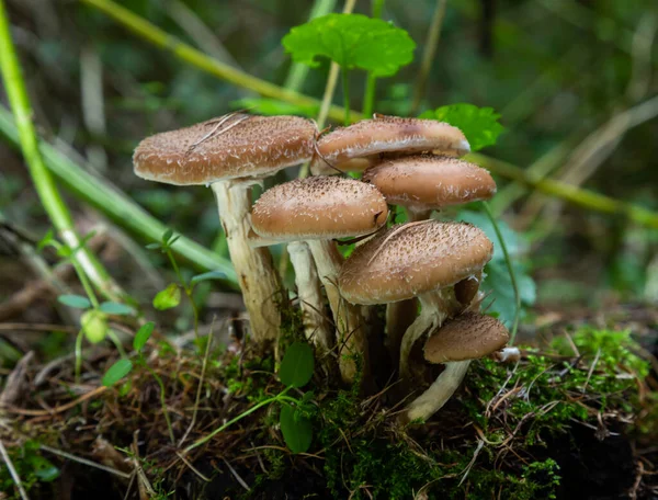 Gruppe Von Essbaren Waldpilzen Honig Agaric Familie Der Pilze Feenwald — Stockfoto
