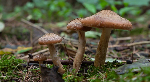 Gruppe Von Essbaren Waldpilzen Honig Agaric Familie Der Pilze Feenwald — Stockfoto