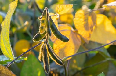 Soya fasulyesi makrosu. Soya fasulyesi hasadı, tarım baklagilleri. Soya fasulyesi tarlası - kuru soya kabuğu.