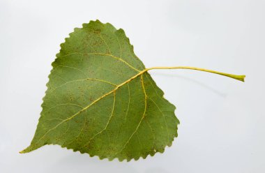 Sonbahar huş ağacı sarı yaprakları beyaz arkaplanda yalıtılmış.