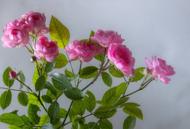 Metin için boş yeri olan pembe güller..