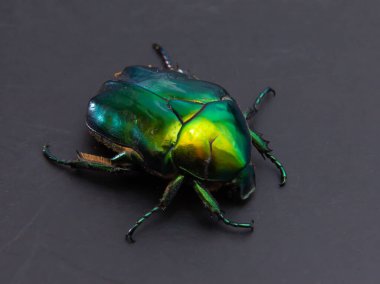 Yeşil gül chafer olarak adlandırılan Cetonia aurata, metalik yapısal olarak yeşil ve V şeklinde bir scutellum 'a sahip bir böcektir. Böceğin altında bakır var. Chrysolina gevrekleri..
