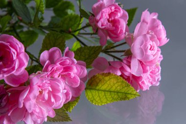 Metin için boş yeri olan pembe güller..