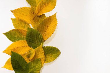 Renkli sonbahar yapraklarının kenarlık çerçevesi beyaz üzerine izole edilmiş.