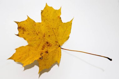 Sonbahar sembolü olarak sarı akçaağaç yaprağı. Beyazda izole edilmiş.