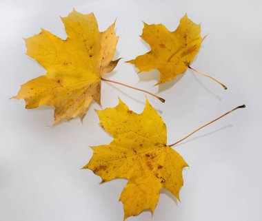 Sonbahar sembolü olarak sarı akçaağaç yaprağı. Beyazda izole edilmiş.