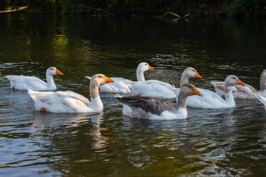 Evcil kazlar suda yüzer. Nehirde beyaz bir kaz sürüsü.
