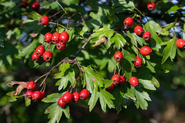 Branche Aubépine Mûre Jour Ensoleillé Automne Gros Plan — Photo