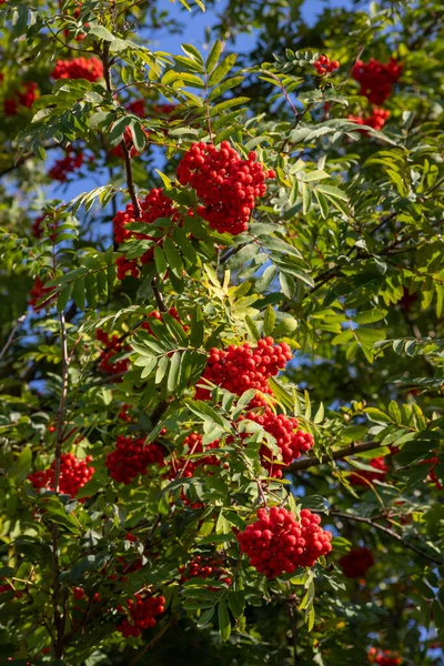 Close Rowan Tree Branch Laden Rowen Berries — Stock Photo, Image