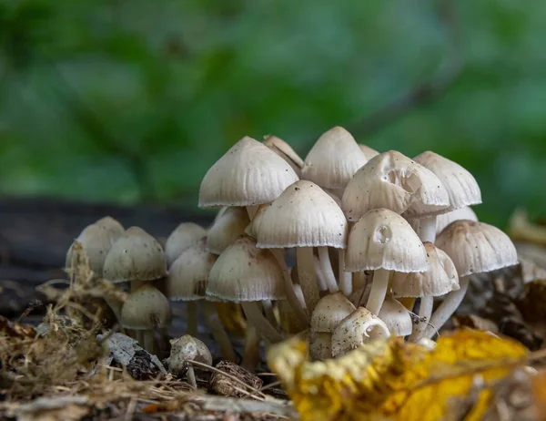 Forest Mushrooms Grass Gathering Mushrooms Growing Old Tree Stump Forest — Stock Photo, Image