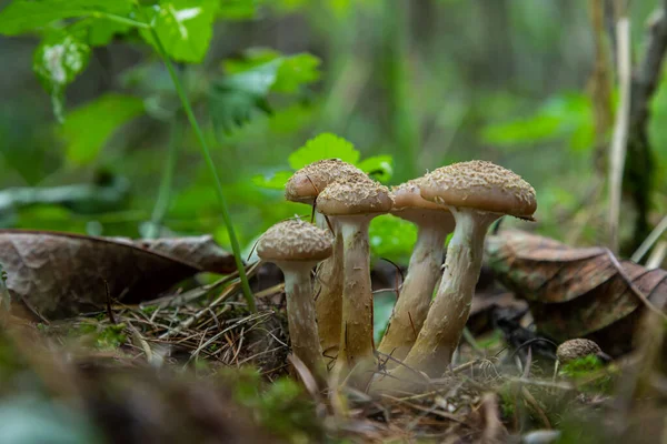 一组可食用的野生蘑菇 蜂蜜玛瑙 蘑菇的家族 美丽的森林 柔软的苔藓 — 图库照片