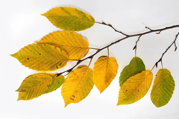 Gren Med Gula Blad Hornbeam Vit Bakgrund — Stockfoto