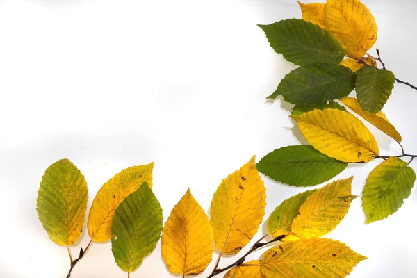 Rámeček Barevných Podzimních Listů Izolovaných Bílém — Stock fotografie