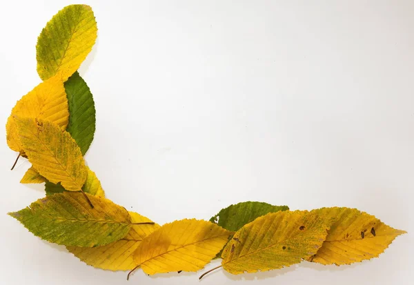 Marco Fronterizo Hojas Coloridas Otoño Aisladas Blanco — Foto de Stock