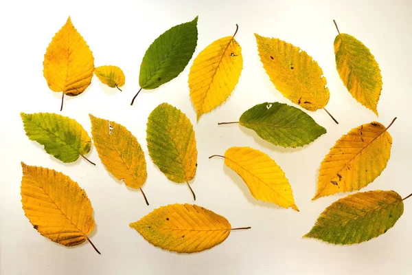 Kolekce Žlutého Podzimního Trámu Listy Izolované Bílém Pozadí — Stock fotografie