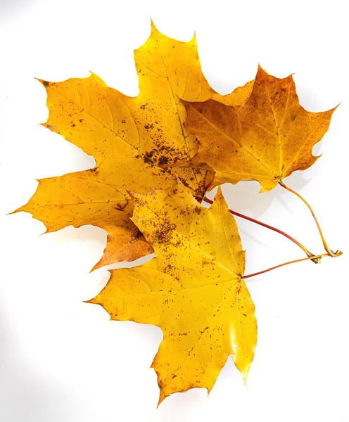 Yellow Maple Leaf Autumn Symbol Isolated White — Stock Photo, Image