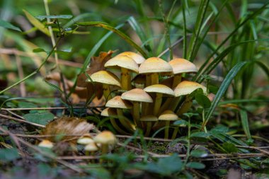 Çimenlerdeki orman mantarları. Ormandaki eski bir ağaç kütüğünde yetişen mantarlar..