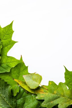 Beyaz arkaplanda yeşil yapraklar ayrık.