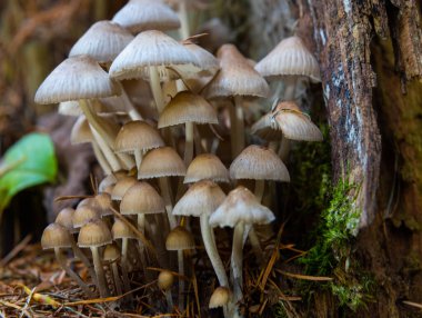 Sonbahar narin, güzel mantar makrosu açık ve geniş yapraklı bir orman zemininde yumuşak bulutlu ışık sırasında düşen çürüyen bir ağacın üzerinde yosun tutarak meyvelenen mantarlara yakın duruyor..