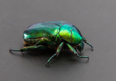 Yeşil gül chafer olarak adlandırılan Cetonia aurata, metalik yapısal olarak yeşil ve V şeklinde bir scutellum 'a sahip bir böcektir. Böceğin altında bakır var. Chrysolina gevrekleri..